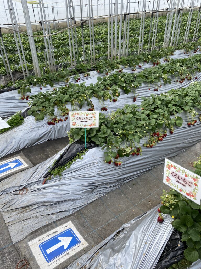 黒いちご 追加料金1000円 ちあきのいちご園 白いちご 1人1カッププレゼント